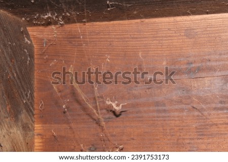 Closeup of dusty cob webs in the corner of a wooden wall