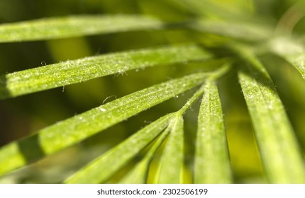 Closeup of a dusty leaf of a plant, a palm tree at home during the morning. Plant care at home.