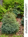 Close-up of a dwarf Alberta spruce tree in a garden setting with mulch and other greenery in the background.