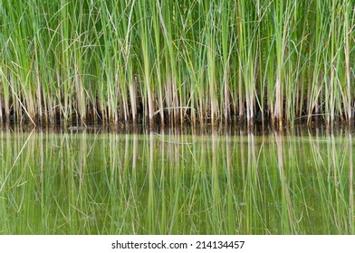 closeup dwarf cattail reed