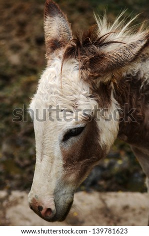 Close-up Dwarf horse
