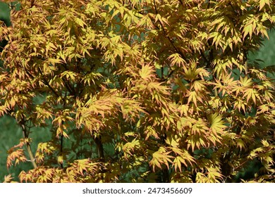 Close-up of a Dwarf Japanese Maple tree, or Acer palmatum, displaying its beautiful and colorful leaves in the early spring season.