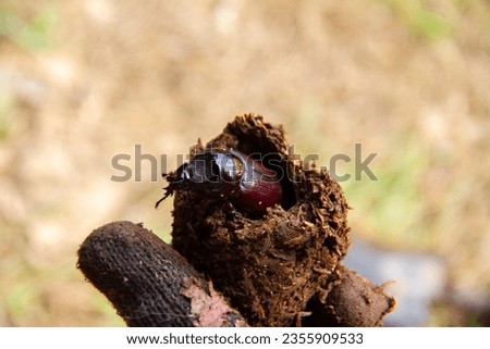 Image, Stock Photo Close up of Dynastinae beetle, brown insect. Ecuador