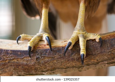 Closeup Of Eagle Claws On Branch