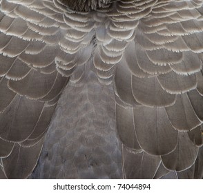 Closeup Of Eagle Feather