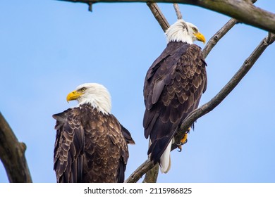 87 Montezuma wildlife refuge Images, Stock Photos & Vectors | Shutterstock