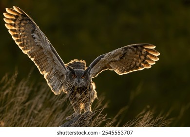 A close-up of an Eagle owl (Bubo bubo) perched against a blurred background