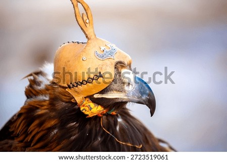 A close-up of an eagle wearing a cap. The bird of prey hunts its prey. The eagle perches on the trainer's hand. Falconry. A national tradition of Asia. Kazakhstan.