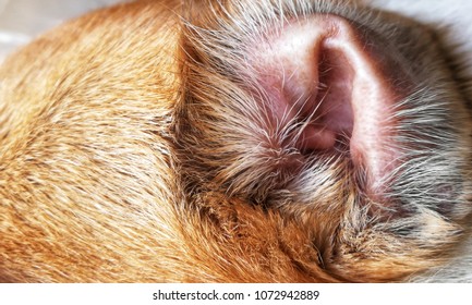 Dog Ear Mite Images, Stock Photos & Vectors | Shutterstock