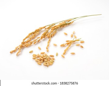 Close-up of an ear of rice on a white background - Shutterstock ID 1838275876