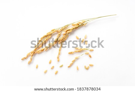 Close-up of an ear of rice on a white background