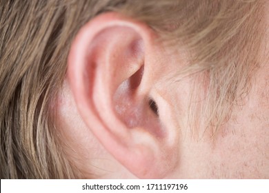 Close-up Of An Ear And Sideburns On Male