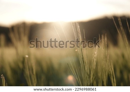 Close-up of an ear of wheat at sunset