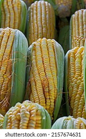 Closeup Of Ears Of Corn At Outdoor Market Stall. Sao Paulo City, Brazil