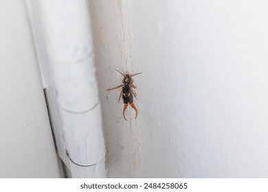 Close-up of an earwig on a white wall near a pipe.