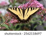 Closeup of an easter tiger swallowtail butterfly on a pink butterfly bush