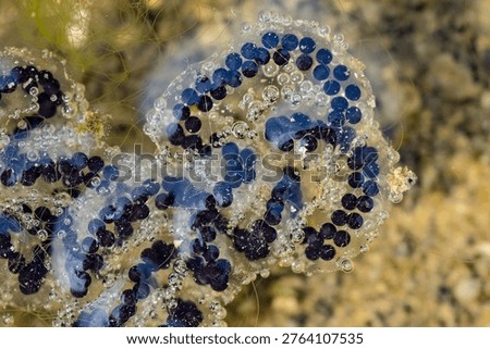 Close-up of Eastern American Toad (Anaxyrus americanus) eggs in pond.