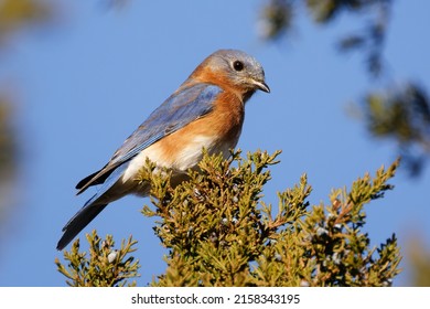 4,779 Bluebird tree Images, Stock Photos & Vectors | Shutterstock