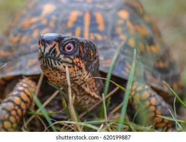 617 Eastern Box Turtle Shell Images, Stock Photos & Vectors | Shutterstock