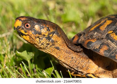 677 Turtle stretching Images, Stock Photos & Vectors | Shutterstock