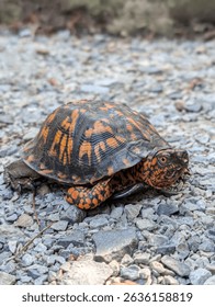 Close-up of an Eastern box turtle with vibrant orange and black markings crawling on a rocky path in a natural outdoor setting