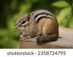 A closeup of an eastern chipmunk, Tamias striatus.