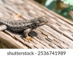 Close-up of Eastern Fence Lizard (Sceloporus undulatus) 