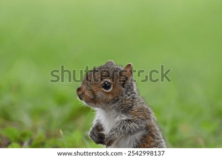 Similar – Image, Stock Photo close up of hungry gray squirrel