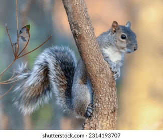 A closeup of the eastern gray squirrel, Sciurus carolinensis on the tree branch.