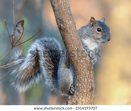 A closeup of the eastern gray squirrel, Sciurus carolinensis on the tree branch.