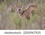 Close-up of an Eastern Grey Kangaroo (Macropus giganteus) in the bush, in Hill End, Bathurst region of New South Wales, Australia.