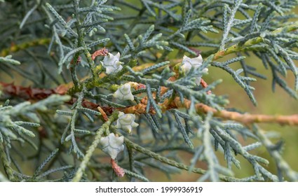 Closeup Of A Eastern Juniper With Details Of Cone Etcetera.