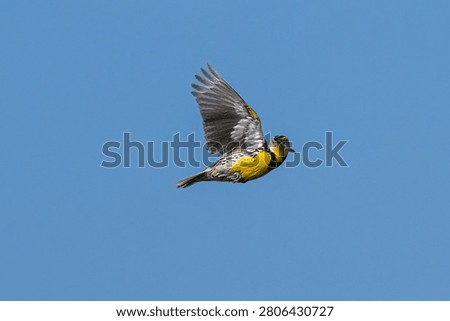 Closeup of an eastern meadowlark in flight.