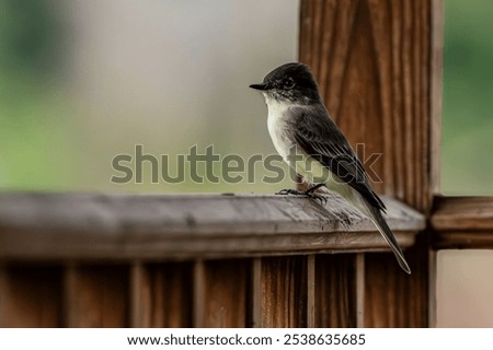 A closeup of an Eastern phoebe perched on the wooden fence rail