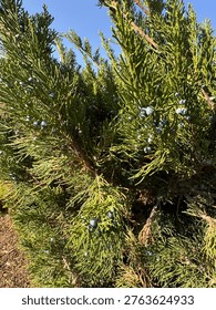 Close-up of eastern red cedar (Juniperus virginiana) branches with blue berry-like cones under sunlight. Evergreen conifer with dense green foliage, captured outdoors against a clear sky, symbolizing resilience and natural texture.