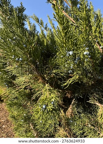 Close-up of eastern red cedar (Juniperus virginiana) branches with blue berry-like cones under sunlight. Evergreen conifer with dense green foliage, captured outdoors against a clear sky, symbolizing resilience and natural texture.