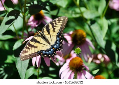 Closeup Of An Eastern Tiger Swallowtail Butterfly As It Feeds On Floral Nectar.  The Blue Spots Along Its Hind Wing Indicate The Butterfly Is Female.  Four Black 