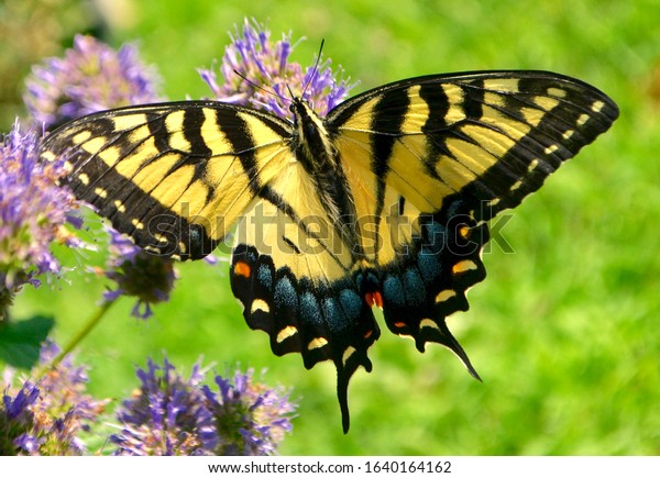 Closeup of an Eastern\
Tiger Swallowtail butterfly feeding on the nectar of Hyssop\
flowers. (Papilio\
glaucus)