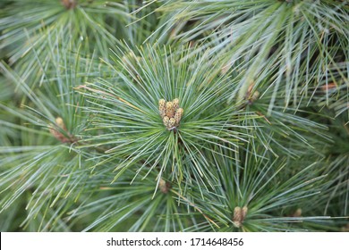 Closeup Of Eastern White Pine 