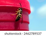 Closeup of Eastern Yellow Jacket wasp with pink and blue background.