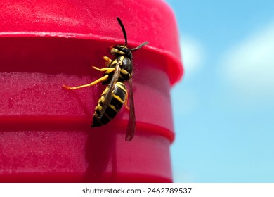 Closeup of Eastern Yellow Jacket wasp with pink and blue background.