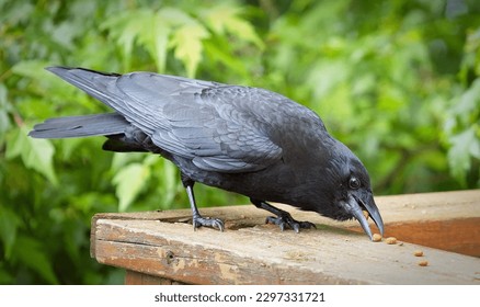 A closeup of the eating carrion crow, Corvus corone perched on the wooden surface.