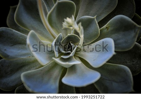 Similar – Image, Stock Photo closeup Echeverie Garden