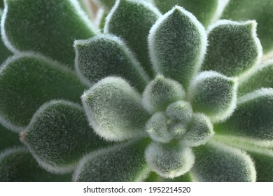 A Closeup Of Echeveria Setosa Plant