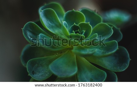 Similar – Image, Stock Photo closeup Echeverie Garden