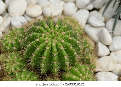 Close-up of Echinopis cactus, a clumps succulent plant with a yellow-green stem, and round-shaped and sharp spines, Ornamental plants are decorated in the rock garden.	