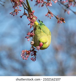 A Closeup Of The Echo Parakeet Perched On The Blooming Branch  Psittacula Eques 