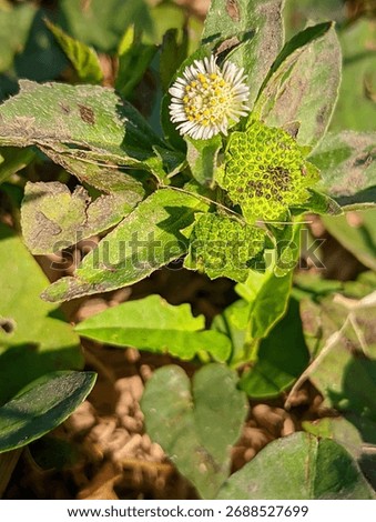 Close-up of Ecliptaprostrata (False Daisy) showing a small whiteflower and distinctive green seed heads. A traditional medicinal herb growing in its natural habitat under sunlight.