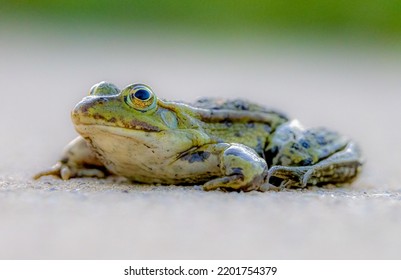 A Closeup Of An Edible Frog, Pelophylax