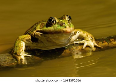 Close-up of a edible frog, pelophylax esculentus, sneaking out of water in summer. Cute green amphibian swimming in sunshine. Animal coming out of lake from front view